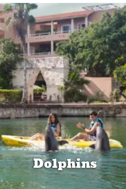 Dolphins Tours Cancun